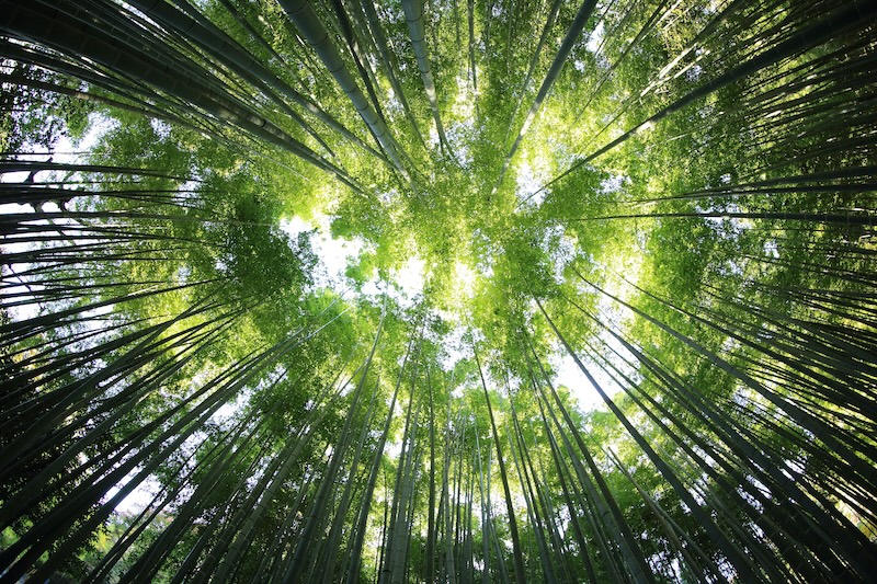 Treetop canopy in sunlight