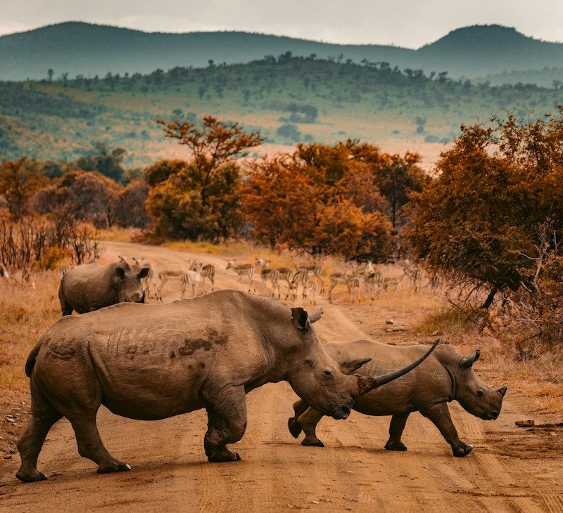Rhinos crossing a dirt road