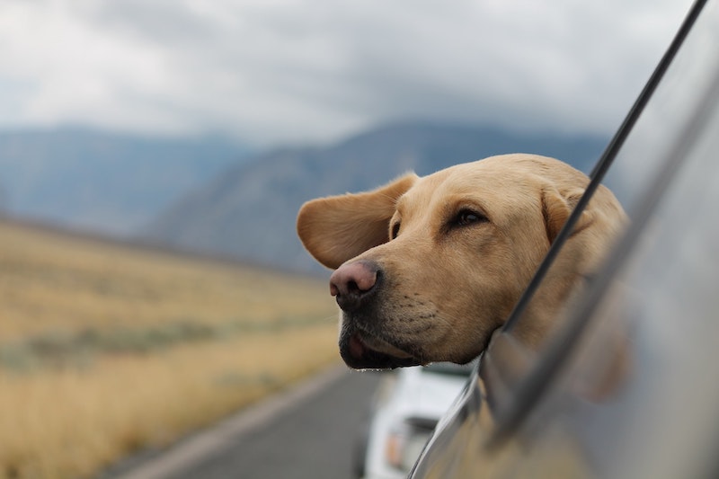 A cute dog looking out the window of a moving
car