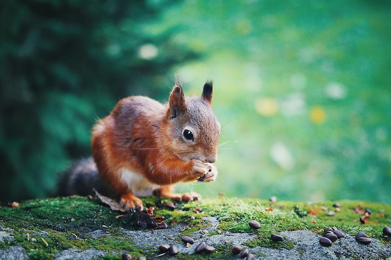 Closeup of a red squirrel